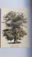 CPM ARBRE CHENE ROUVRE QUERCUS ROBUR ADOLPHE MILLOT ED DU DESASTRE - Arbres