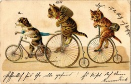 T2/T3 1902 Cats And Dog On Bicycles. Emb. Litho (EK) - Unclassified