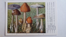 CHAMPIGNON CHAMPIGNONS PLANCHE VII AMANITE A ETUI 4 MODELES   PUB TYZINE - Champignons