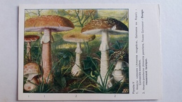 CHAMPIGNON CHAMPIGNONS PLANCHE V AMANITE ROUGEATRE PANTHERE    PUB TYZINE - Champignons