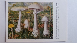 CHAMPIGNON CHAMPIGNONS PLANCHE II AMANITE PRINTANIERE ORONGE CIGUE VIREUSE     PUB TERRAMYCINE - Funghi