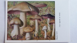 CHAMPIGNON CHAMPIGNONS PLANCHE XLVII ENTOLOME LIVIDE ROSE GRIS D AUTOMNE  PUB TYZINE - Paddestoelen