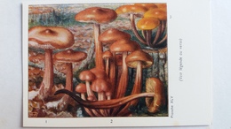 CHAMPIGNON CHAMPIGNONS PLANCHE XLV COLLYBIE BUTYRACEE A PIED EN FUSEAU A PIED VELU  PUB TYZINE - Paddestoelen