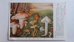 CHAMPIGNON CHAMPIGNONS PLANCHE XXI HYGROPHORE  6 MODELES    PUB TERRAMYCINE CHAMPIGNONS D EUROPE ROGER HEIM - Champignons