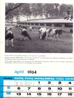 Blz Uit Kalender 1964 - Melkkoeien Antoine Verloock Te St Laureins - Voeders Versele Astene Deinze - Grand Format : 1961-70