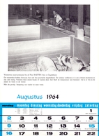 Blz Uit Kalender 1964 - Mestvarkensstal Bij Alex Baeten Te Opglabeek - Voeders Versele Astene Deinze - Grand Format : 1961-70