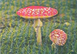 CPA PLANTS, MUSHROOMS - Funghi