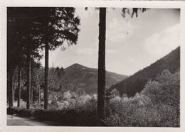 Cp , 67 , MONT SAINT-ODILE , Alt. 763 M., La Montée - Sainte Odile