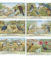 Oiseaux Du Congo Pélican Calao Etc...  6 Chromos Série Complète Didactique Pub:Liebig 110 X 70 Mm  TB - Liebig