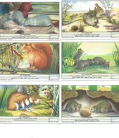 Les Rongeurs Souris Rat Lapin Ecureuil Hamster Etc...  6 Chromos Série Complète Didactique Pub:Liebig 110 X 70 Mm  TB - Liebig