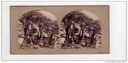 PHOTO STÉREO , Liban, Lebanon , Francis Frith ( Vers 1856-1859 ) , Views In The Holy Land, 457 - Photos Stéréoscopiques