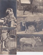 ANTWERPEN? ? ?-ZOO-DIERENTUIN-NEUSHOORN+AAP+BIZON+TIJGER+???-LOTJE 5 FOTOKAARTEN-UITGAVE NTG-ZIE DE 2 SCANS-MOOI +OUD! - Antwerpen