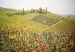 FÉCHY-DESSUS Vignes Rousses Weinbau - Féchy