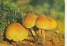 80191- MUSHROOMS, PLANTS - Mushrooms