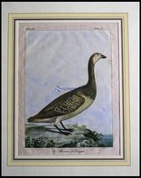 Der Gänsevogel (le Brenta Helsingen), Kolorierter Kupferstich Von Olafsen Aus Atlas Du Voyage En Islande Von 1802 - Lithographies