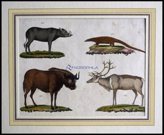 4 Verschiedene Säugetiere (Phatagin, Saiga-Antilope, Renntier U. Hirscheber) Auf Einem Blatt, Altkolorierter Kupferstich - Lithografieën