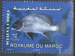MOROCCO FAUNE MARITIME POISSON FISH SEA 2010 - Marruecos (1956-...)