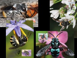 Australia 2019 Set 4 V MNH Maxi Cards MC  Fauna Insects  Honeybee  Native Bees Bee Abeilles - Bienen