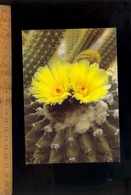 Cactus Kaktus Malacocarpus Kegelkaktus - Cactus
