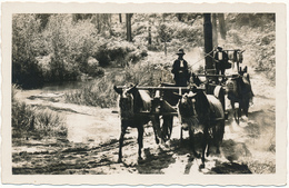 CASTETS DES LANDES - Attelage De Mules - Paysages D'Art Emile Vignes - Castets