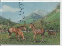 Groupe De Chevaux Dans Une Prairie Au Pied Des Montagnes. - Stereoscopische Kaarten