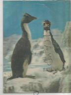Deux Pingouins. Gorfous Huppés. - Stereoscopische Kaarten