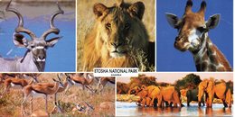 NAMIBIE. Carte Postale écrite En 1998. Parc National D'Etosha. - Namibia