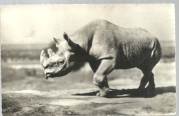 CARD 1979 - Rhinoceros