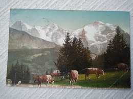 CPA MURRENBAHN GRUTSCHALP EIGER MONCH JUNGFRAU -  SUISSE - VACHES ALPAGE - 1907 écrite - Mürren