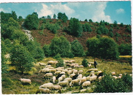 Groeten Uit Ommen - Schaapskudde, Herder, Heide - (Vakantiepark - Camping 'Laarbrug', Vilsterweg 1) - (Overijssel) - Ommen