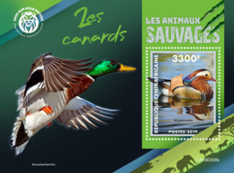 Central Africa 2019  Fauna   Ducks  S201904 - Central African Republic