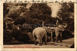 T2/T3 1913 Hamburg-Stellingen, Carl Hagenbeck's Tierpark, Elefanten Am Wasserfall / Zoo, Elephants And Waterfall (EK) - Zonder Classificatie