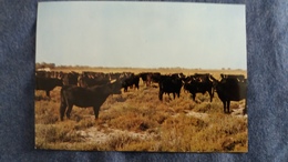 CPSM EN CAMARGUE TROUPEAU DE TAUREAUX ED APA - Toros