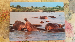 Africa / Kenya - Hippo Pool - Hippopotames