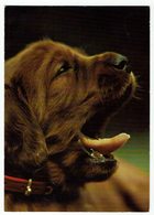 Motiv, Hunde, Junger Irish-Setter - Dogs