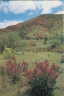 Flinders Ranges With Wildflowers, South Australia - Prepaid PC, Unused - Flinders Ranges