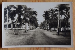 Cotonou - Avenue De Cocotiers - Bénin / Dahomey - (n°15345) - Benin