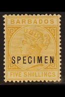 1882-86 5s. Bistre Queen, Overprinted "SPECIMEN", SG 103s, Fine Mint. For More Images, Please Visit Http://www.sandafayr - Barbades (...-1966)