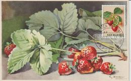 Saint Marin Carte Maximum 1973 Fraises 841 - Storia Postale