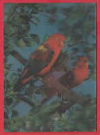 245318 / 3D STEREO Lenticular Picture - LANDSCAPE - TREE ANIMAL BIRD Parrot , TOMITA Co. JAPAN - Cartes Stéréoscopiques