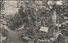 Remains Of The Fig Tree Planted By Thomas â Becket, Tarring, Worthing, 1907 - Lévy Postcard LL56 - Worthing