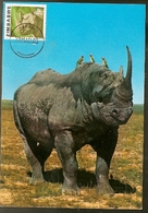 Zimbabwe & Maximum Card,African Wild Life, Rhinoceros, Diceros Bicornis Harare (100) - Rhinoceros