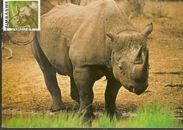 Zimbabwe & Maximum Card, African Wild Life, Black Rhinoceros, Diceros Bicornis Harare (18) - Rhinocéros