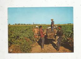 Cp , AGRICULTURE ,  Vignes , Scéne De Vendanges ,  34 ,  VIAS SUR MER ,  écrite - Weinberge