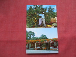 Black Americana Blood's Hammock Groves  Delray Beach Florida  Ref 3494 - Black Americana