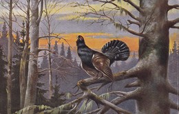 Jagd Chasse, Hunting  Auerhahn  Korhoen  Oiseau  Geflügel  Old  Postcard. Cpa. - Jagd