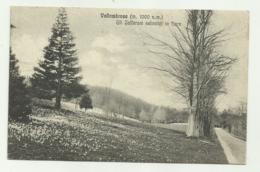 VALLOMBROSA - GLI ZAFFERANI SELVATICI IN FIORE 1926  VIAGGIATA FP - Firenze (Florence)