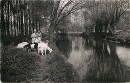 ESSONNE  SAINTE GENEVIEVE DES BOIS   Les Bords De L'Orge ( Cpsm) - Sainte Genevieve Des Bois