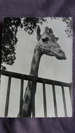 CPSM GIRAFE PUB GENOLINE 1956 - Girafes