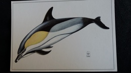 CPM DAUPHIN COMMUN MAMMIFERE MARIN DESSIN DE GAETAN DU CHATENET ED HAZAN - Dauphins